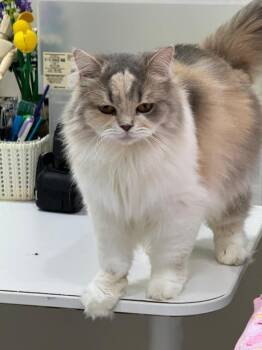 Persian Cats Available for Adoption - Farafela | PetCurious