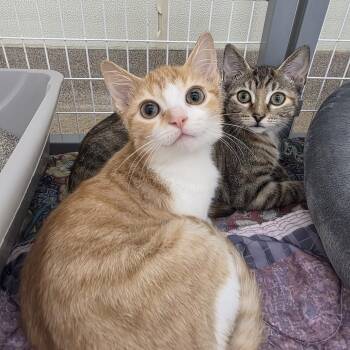 Hoot -  Domestic Short Hair Cat for Adoption in Oshkosh, Wisconsin - Hoot | PetCurious