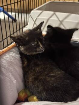 Jaclyn Smith -  Domestic Medium Hair Cat for Adoption in Dorr, Michigan - Jaclyn Smith | PetCurious