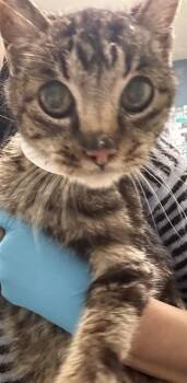 Domestic Short Hair Cats Available for Adoption - MARIE JANE | PetCurious