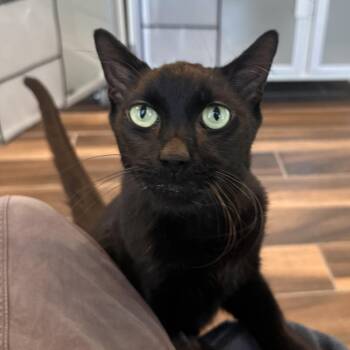 Shadow -  Domestic Short Hair Cat for Adoption in Reno, Nevada - Shadow | PetCurious