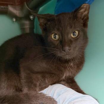 Griffin -  Domestic Short Hair Cat for Adoption in Owosso, Michigan - Griffin | PetCurious