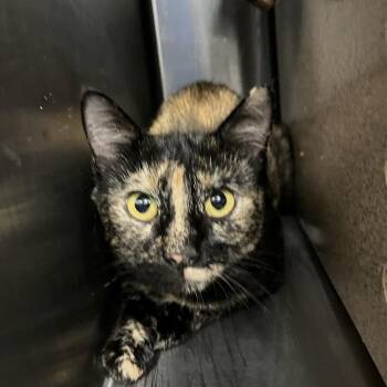 Darth Vader -  Domestic Short Hair Cat for Adoption in Greensboro, North Carolina - Darth Vader | PetCurious