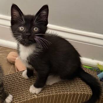 Micah -  Domestic Short Hair Cat for Adoption in Franklin, Tennessee - Micah | PetCurious
