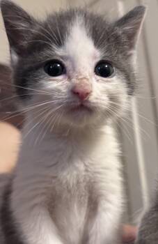 Poppy -  Domestic Short Hair Cat for Adoption in Washington, Michigan - Poppy | PetCurious