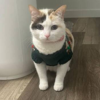 Domestic Short Hair Cats Available for Adoption in Pocatello, Idaho - Alaska | PetCurious