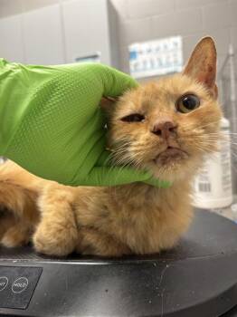 Domestic Short Hair Cats Available for Adoption in Indianapolis, Indiana - BRUCE | PetCurious