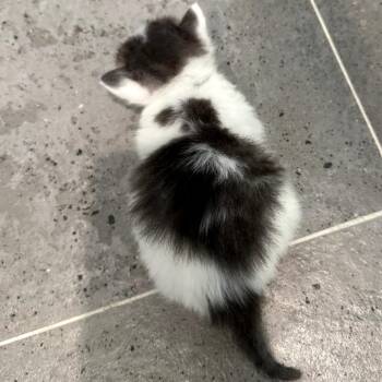 Domestic Short Hair Cats Available for Adoption in Long Beach, California - Shadow | PetCurious