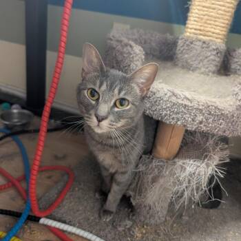 Domestic Short Hair Cats Available for Adoption - Midge 2 | PetCurious