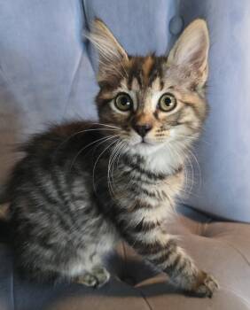 Sarah -  Domestic Short Hair Cat for Adoption in Rowlett, Texas - Sarah | PetCurious