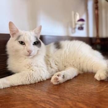 Pearl -  Domestic Long Hair Cat for Adoption in Los Angeles, California - Pearl | PetCurious