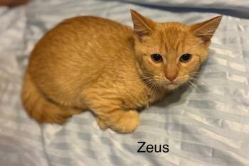 Rescue Domestic Short Hair Cats for Adoption in Safety Harbor, Florida - Zeus | PetCurious