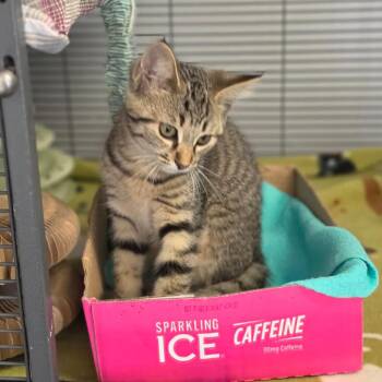 Caitlyn Clark -  Domestic Short Hair Cat for Adoption in Muncie, Indiana - Caitlyn Clark | PetCurious