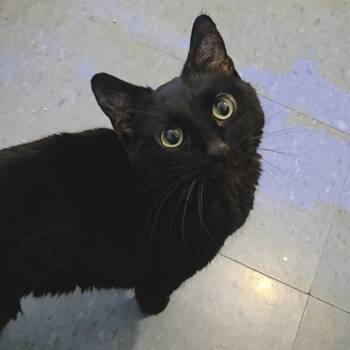 Rescue Domestic Short Hair Cats for Adoption in Brimfield, Massachusetts - Ichabod | PetCurious