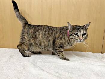 Domestic Medium Hair Cats Available for Adoption - ROGUE | PetCurious