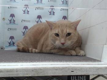 Domestic Short Hair Cats Available for Adoption in Orlando, Florida - OBI WAN | PetCurious