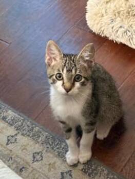 Joe Joe -  Domestic Short Hair Cat for Adoption in Gainesville, Florida - Joe Joe | PetCurious
