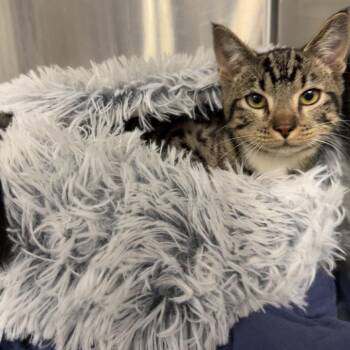 Monster -  Domestic Short Hair Cat Available for Adoption in Tulsa, Oklahoma - Monster | PetCurious