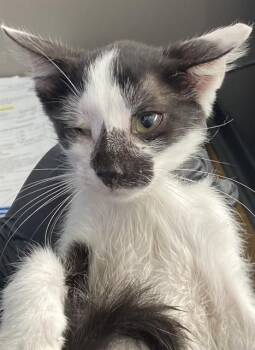 CARLO -  Domestic Short Hair Cat for Adoption in Dallas, Texas - CARLO | PetCurious