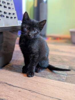 Beuford -  Domestic Short Hair Cat for Adoption in Lancaster, Pennsylvania - Beuford | PetCurious