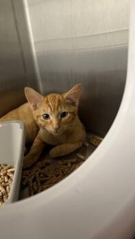 Domestic Short Hair Cats Available for Adoption in Clarksville, Tennessee - Seafoam (Blue Collar) | PetCurious