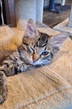 Whistle: DMH/DLH (FCID# 09/17/2026 - 61) C -  Domestic Long Hair and Tabby Cat for Adoption in Greenville, Delaware - Whistle: DMH/DLH (FCID# 09/17/2026 - 61) C | PetCurious