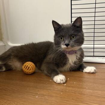 Cica Katze - AC -  Domestic Short Hair Cat Available for Adoption in Tallahassee, Florida - Cica Katze - AC | PetCurious