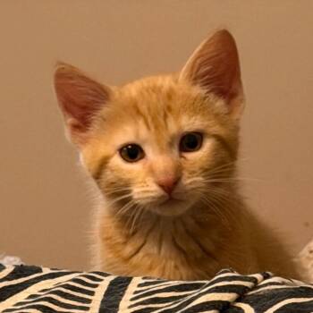 Milotic Rinaldi (Mew kitten) -  Domestic Short Hair Cat for Adoption in Merrifield, Virginia - Milotic Rinaldi (Mew Kitten) | PetCurious
