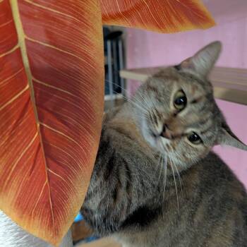Ms. Rhody Norris -  Domestic Short Hair Cat for Adoption in Huntington, Massachusetts - Ms. Rhody Norris | PetCurious