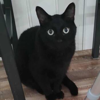 Rescue Domestic Short Hair Cats for Adoption in Layton, Utah - Gibson | PetCurious