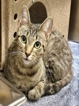 Domestic Short Hair Cats Available for Adoption in Derwood, Maryland - WHISPER | PetCurious