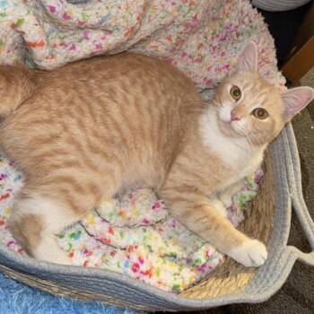 Pumpkin -  Domestic Medium Hair Cat for Adoption in Thomaston, Connecticut - Pumpkin | PetCurious