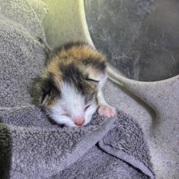 Autumn -  Domestic Short Hair Cat for Adoption in Pasadena, California - Autumn | PetCurious