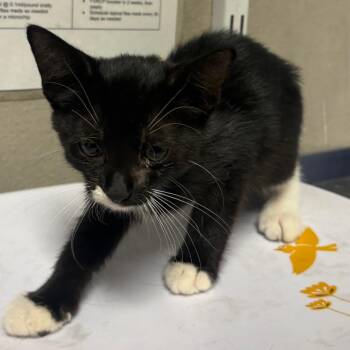 Black Sabbath -  Domestic Short Hair Cat for Adoption in Yuma, Arizona - Black Sabbath | PetCurious