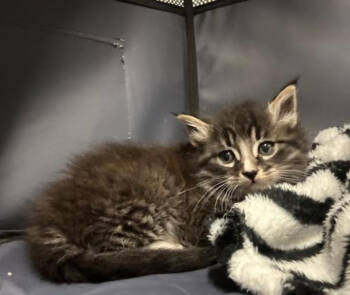 Rescue Domestic Long Hair Cats for Adoption in Redmond, Washington - Takane Sakura | PetCurious