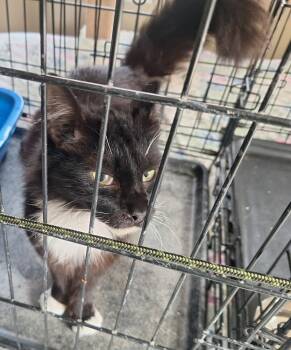 Domestic Medium Hair Cats Available for Adoption - Hans Hall | PetCurious