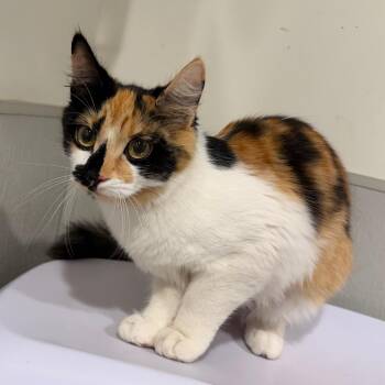 Penelope -  Domestic Short Hair Cat for Adoption in Tampa, Florida - Penelope | PetCurious