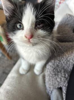 Domestic Short Hair Cats Available for Adoption - Mabel | PetCurious