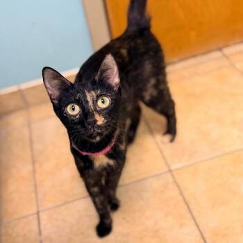 Domestic Short Hair Cats Available for Adoption in Columbus, Georgia - Carmen | PetCurious