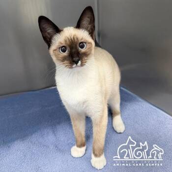 NALA -  Siamese Cat for Adoption in Irvine, California - NALA | PetCurious