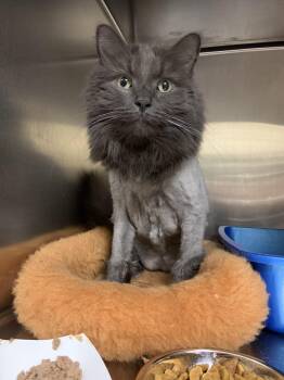 Sunny -  Domestic Long Hair Cat for Adoption in Worcester, Massachusetts - Sunny | PetCurious