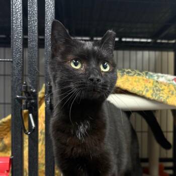 Domestic Short Hair Cats Available for Adoption - Vin | PetCurious