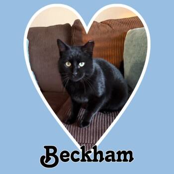 Domestic Short Hair Cats Available for Adoption - Beckham | PetCurious