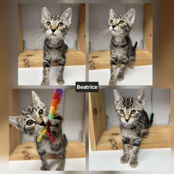 Rescue Domestic Short Hair Cats for Adoption in Winnipeg, Manitoba - Beatrice | PetCurious