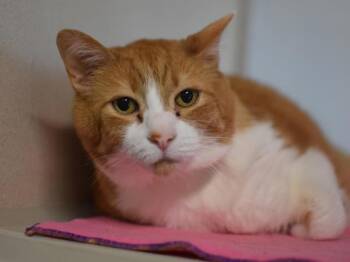 Lucky Boy -  Domestic Short Hair Cat for Adoption in Portland, Oregon - Lucky Boy | PetCurious
