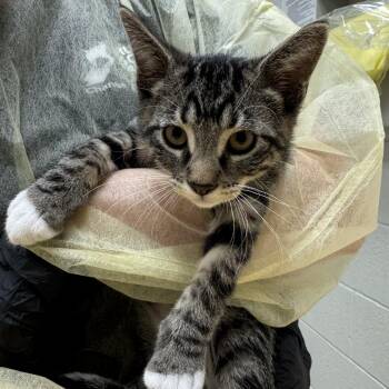 Texas Sheet Cake -  Domestic Short Hair Cat for Adoption in Murray, Utah - Texas Sheet Cake | PetCurious