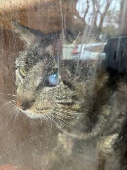Domestic Short Hair Cats Available for Adoption in Rancho Cucamonga, California - POPS | PetCurious