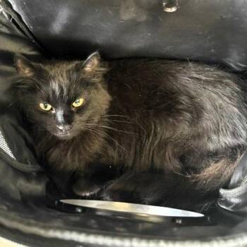 Iris -  Domestic Long Hair Cat for Adoption in Lenexa, Kansas - Iris | PetCurious