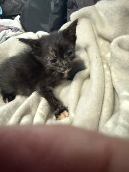 *Limassol -  Domestic Short Hair Cat for Adoption in Newnan, Georgia - *Limassol | PetCurious