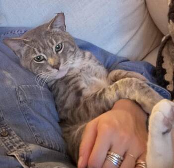 Domestic Short Hair Cats Available for Adoption - Little John | PetCurious